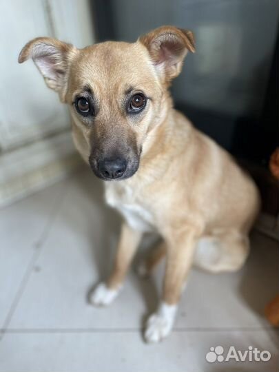 Мелкая молодая собачка стерилизованная