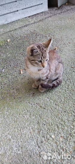 Симпатяга котёнок