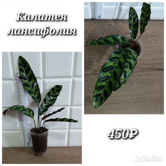 Комнатные растения