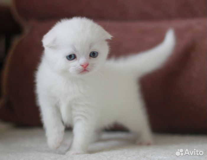 Клубная шотландка