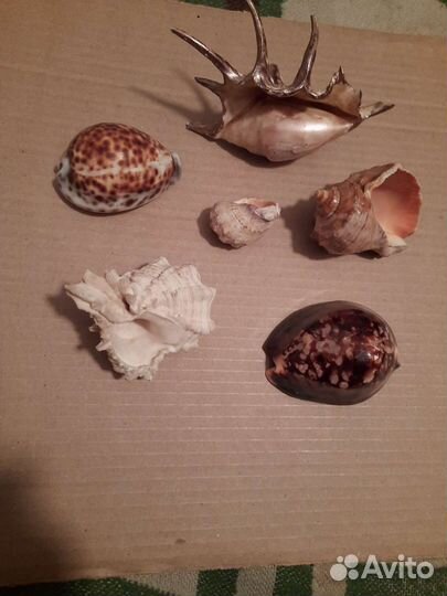 Морские ракушки раковины