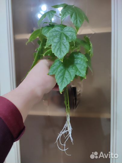 Абутилон оранжевые колокольчики