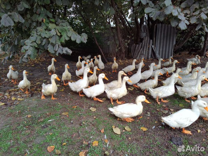 Утки Стар 53 (400)