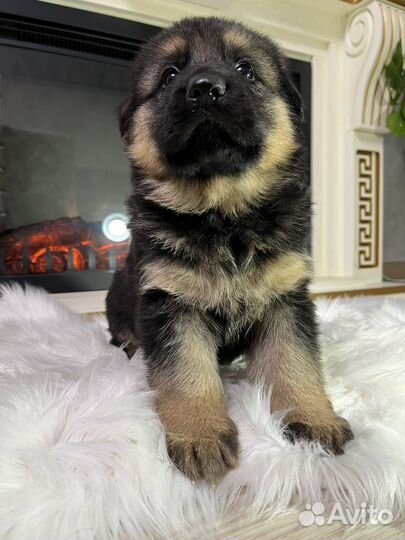 Щенки немецкой овчарки