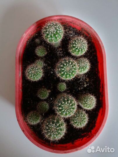 Семейка кактусов