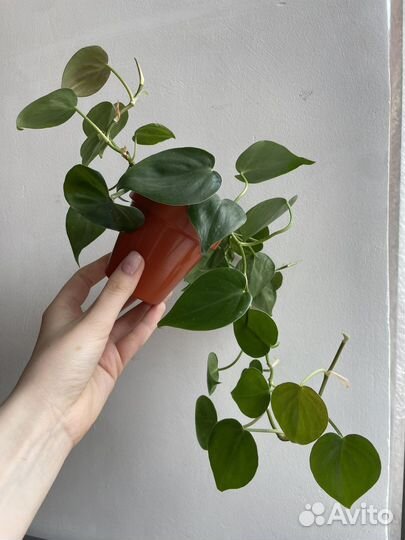 Филодендрон сканденс