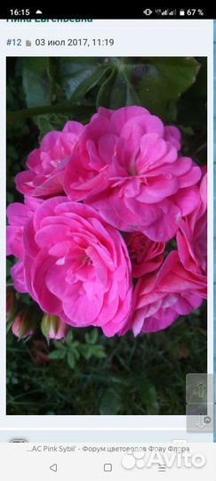 Герани черенки