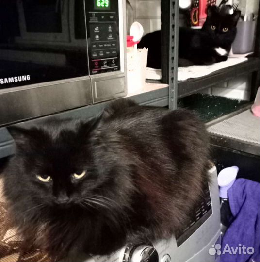 Кошка стерильна