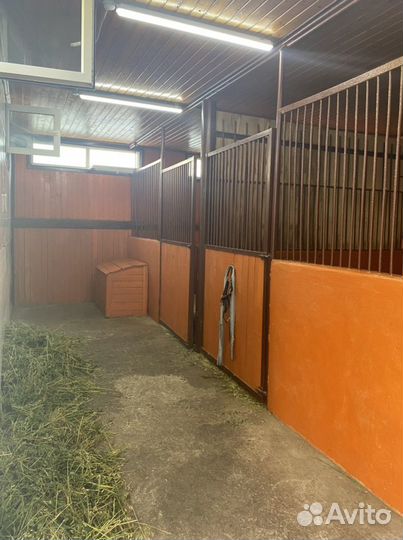 Постой лошадей/аренда денника