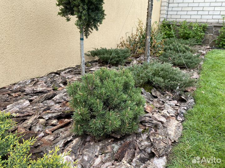 Кора сосны (мульча)