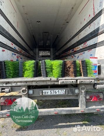 Зкс Сосна сеянцы Ели Лиственницы окс Голуб Горная