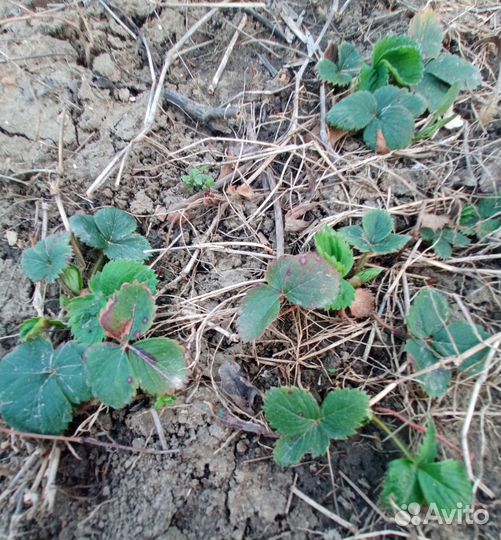 Клубника рассада, излишки