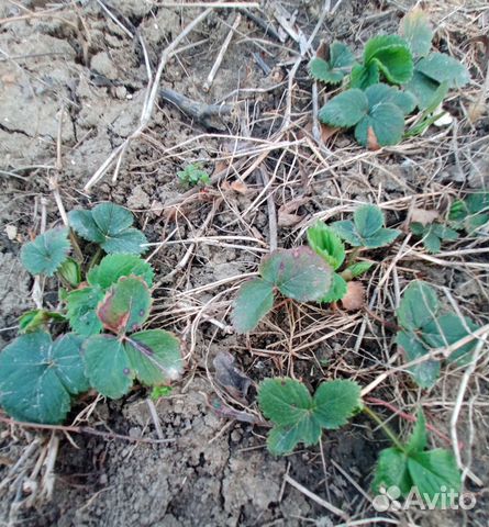 Клубника рассада, излишки