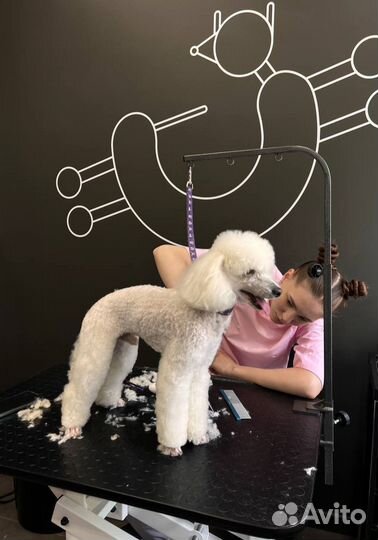 Груминг, стрижка собак