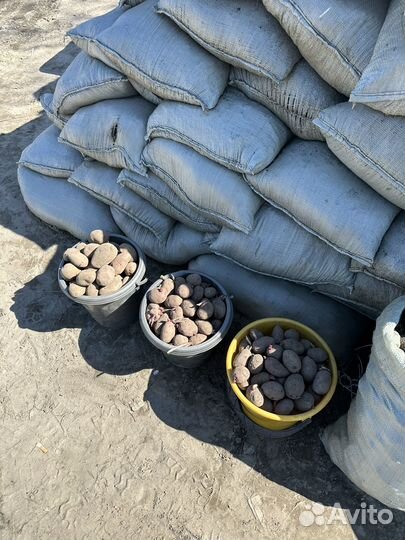 Перегной картофель