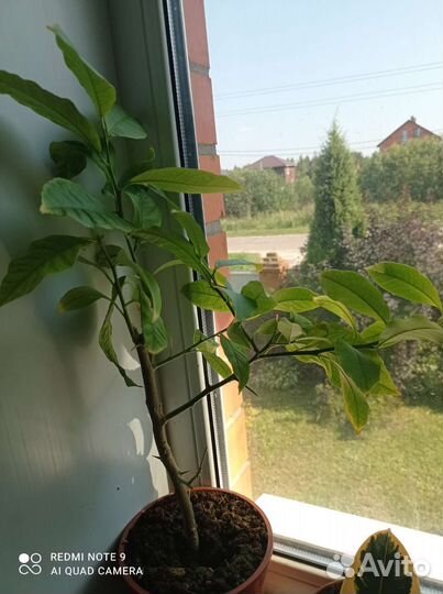 Комнатные цветы