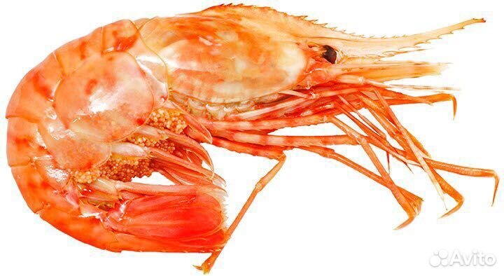 Гребенчатая креветка