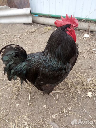 Инкубационное яйцо