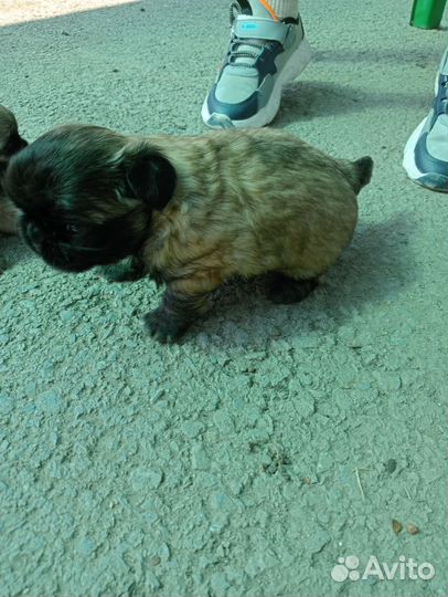 Мопс-пекинес