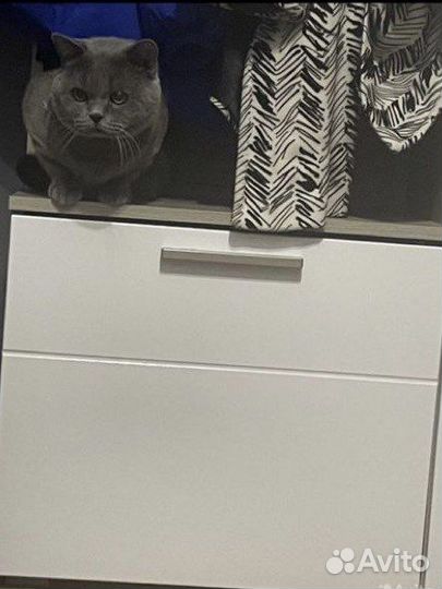 Британские котята