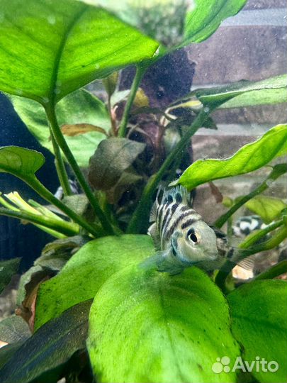 Рыбка сапфировый попугай