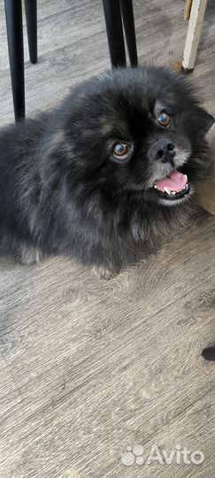 Вязка. Кобель. Любую. Ищем суку для вязки