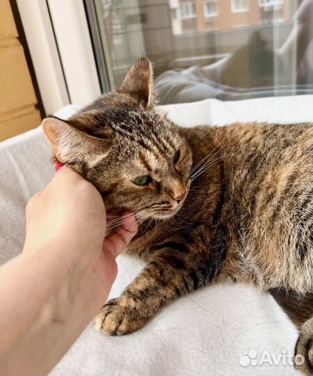 Чудо-кошка полосатка Тиффани в добрые руки