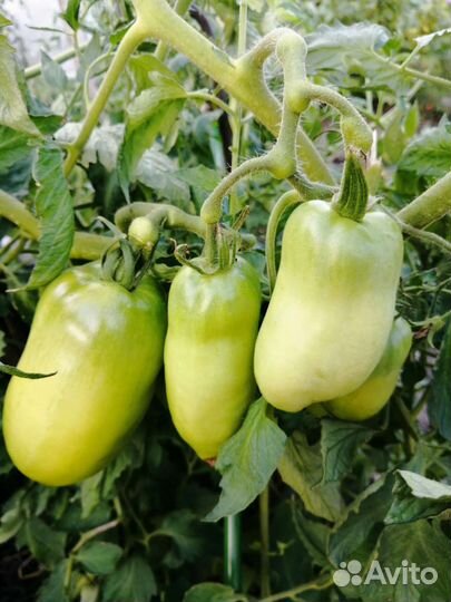 Семена томатов, лилейник