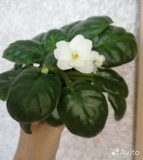 Фиалка Warm Sunshine