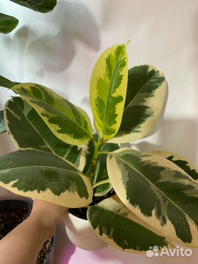 Фикус эластика тинеке