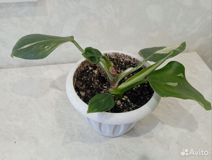 Филодендрон белая принцесса