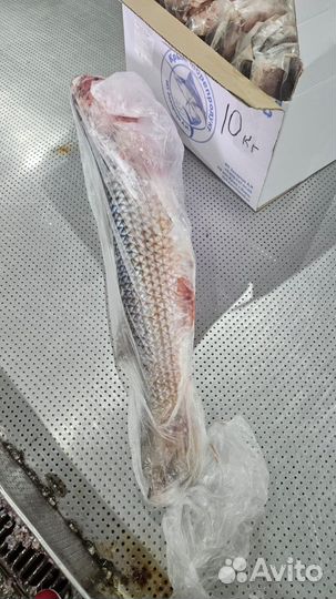 Рыба свежемороженая черноморская рыба опт