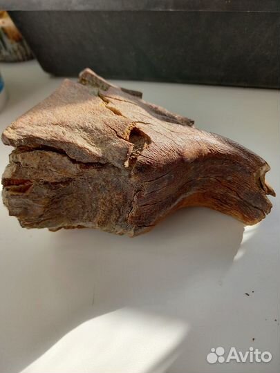 Зуб мамонта