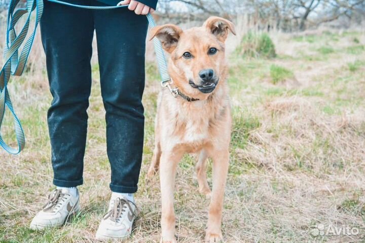 Молодой кобель в поисках дома