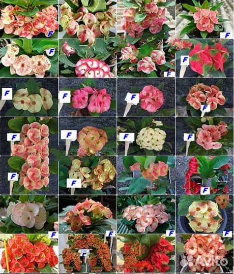 Эуфорбия Миля крупноцветковые (молочай)