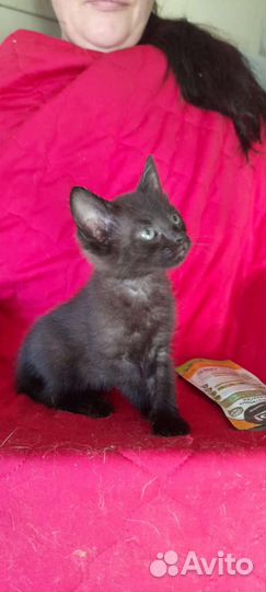 Черный котёнок девочка в добрые руки