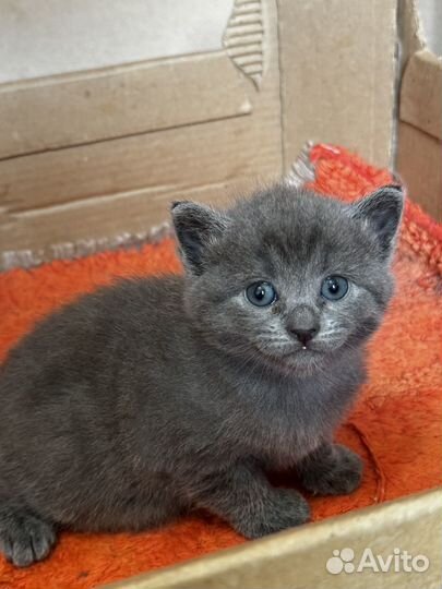 Котята в добрые руки даром