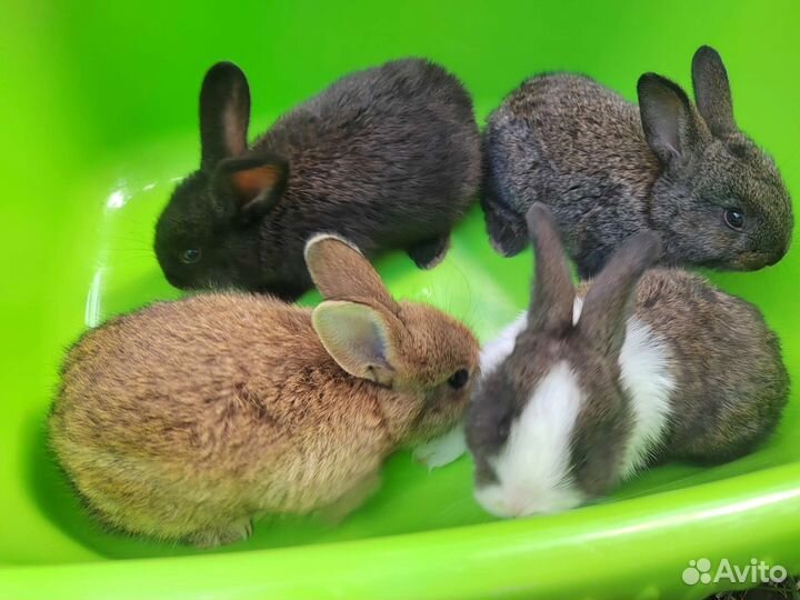 Кролики мясных пород