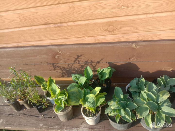 Хосты, гипсофила