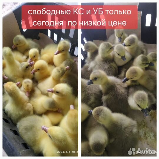 Утята подрощенные