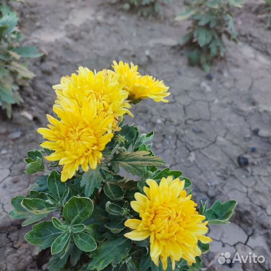Хризантема - дубки низкорослые
