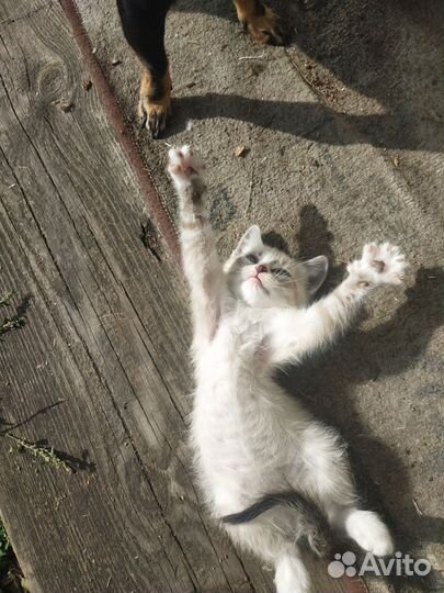 Кошка в дар бесплатно