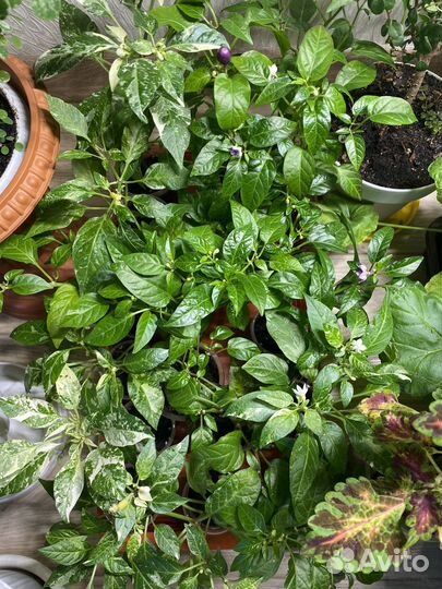 Перчик острый комнатный