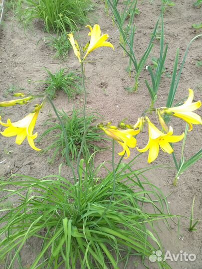 Сортовой лилейник