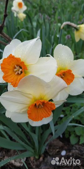 Коллекция нарциссов Семпре Аванти