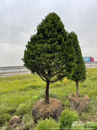 Можжевельник формированный виргинский