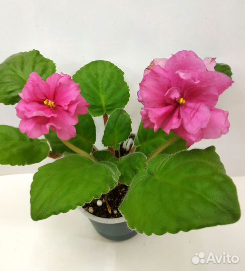 Фиалочки цветущие