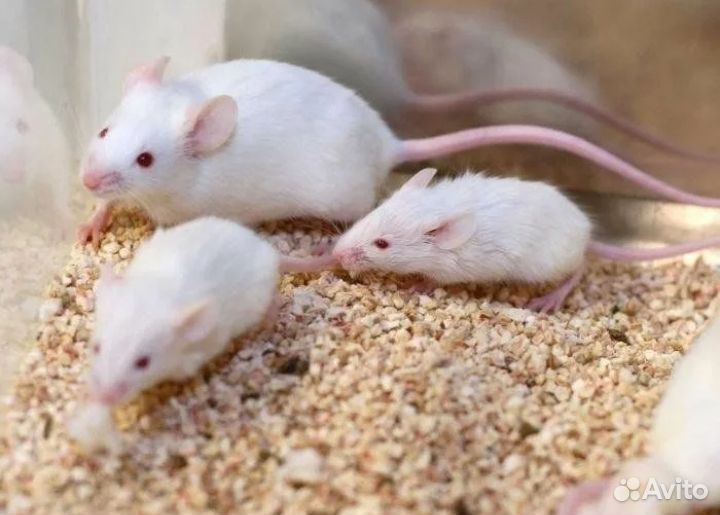 Мыши(кормовые, для содержания)