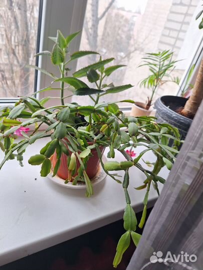 Декабрист шлюмбергера розовый