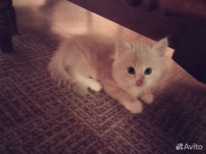 Котята